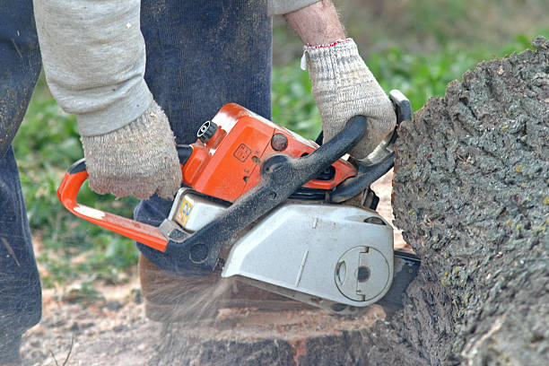 How Our Tree Care Process Works  in  Bolivar, MO